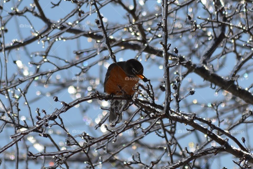 Bird perching on branch in winter