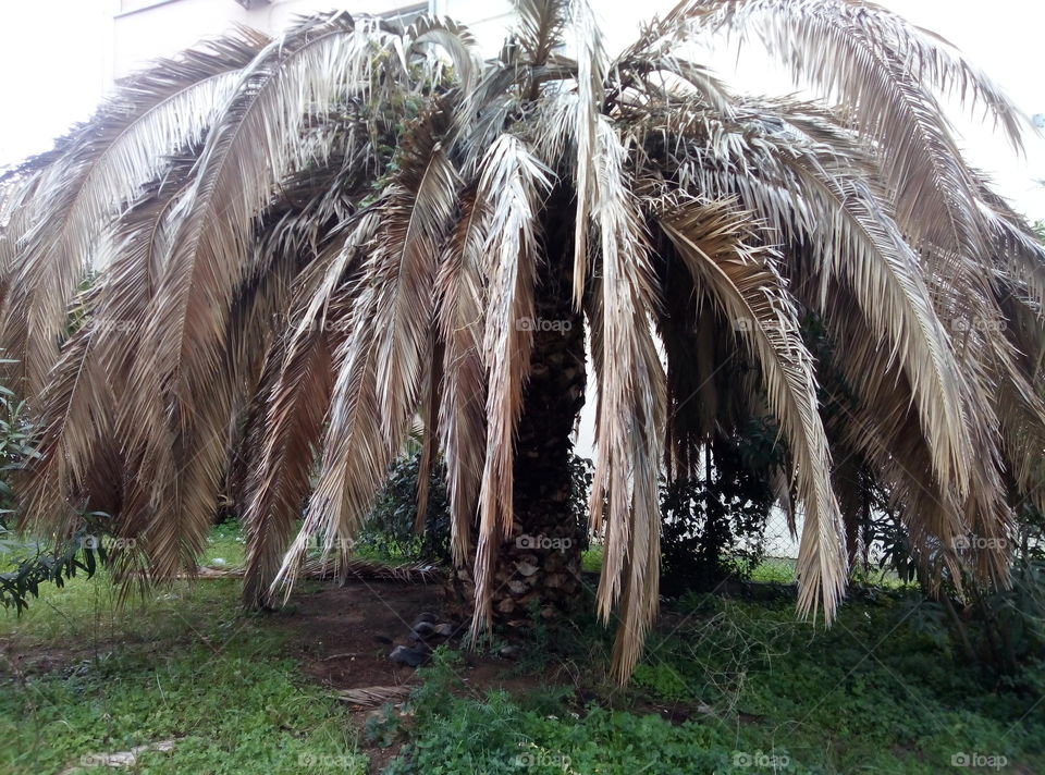 Urban  palma tree