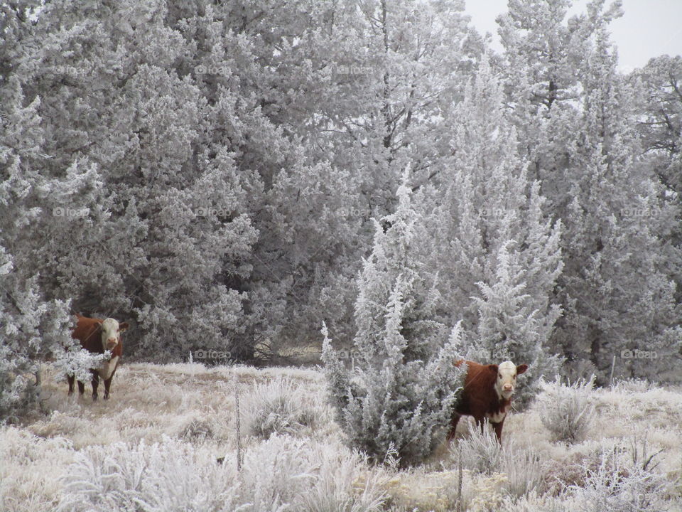 A cow in the cold winter morning frost on the ground, bushes, and juniper trees in Central Oregon. 