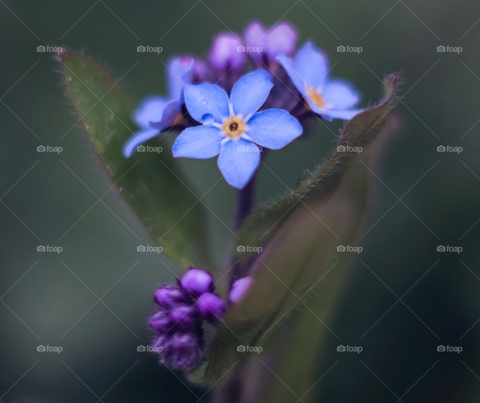 Flowers forget me not 