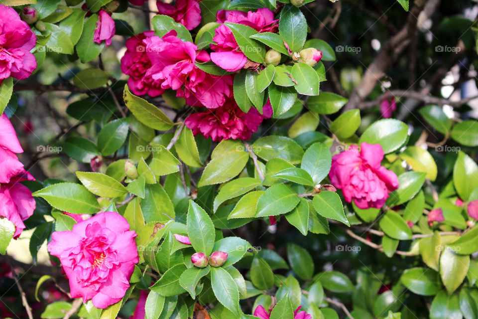 Pink flowers