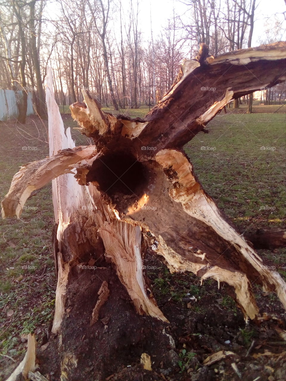 Tree after lightning strike, Tree hole, hollow tree, tree after lightning strike