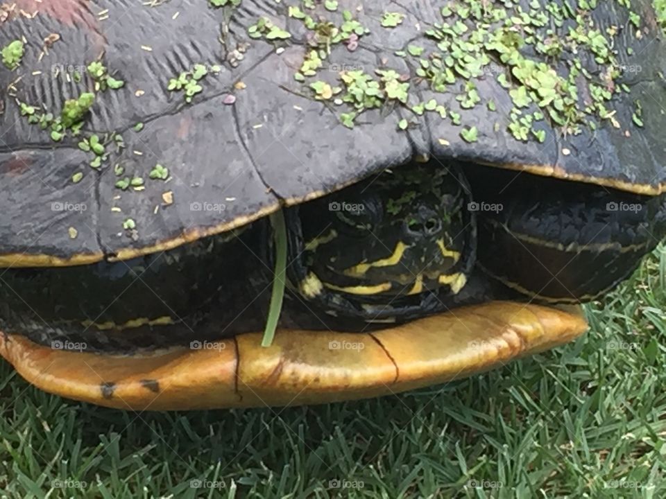 Turtle peek a boo