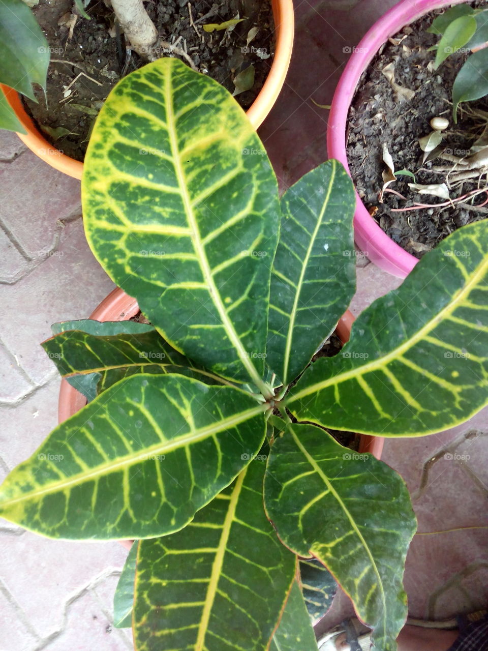 It is a leaf of beautiful tree