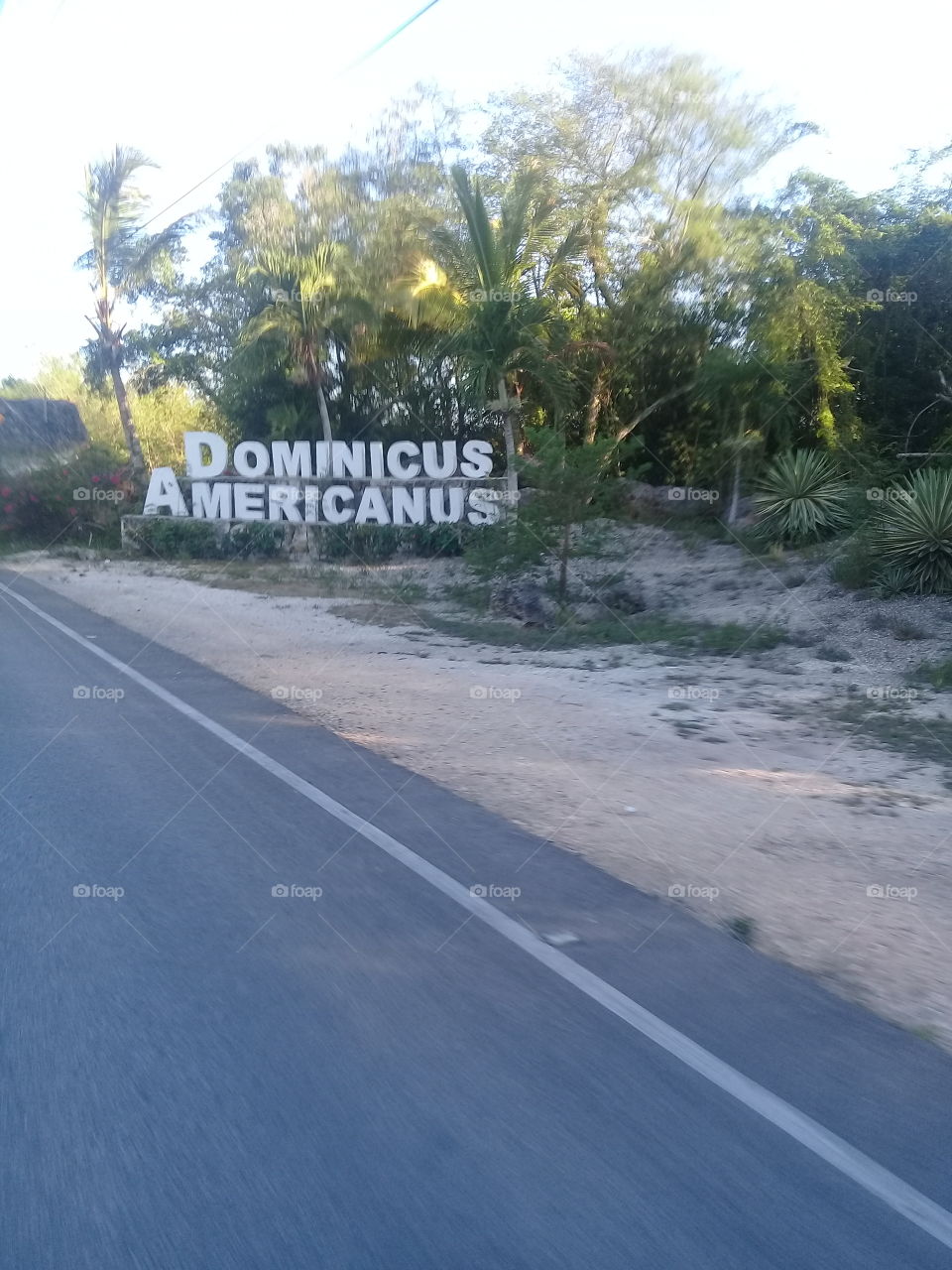 Dominicus - americanus