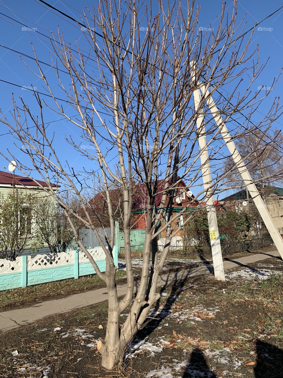 a tree without leaves in late autumn in a small village