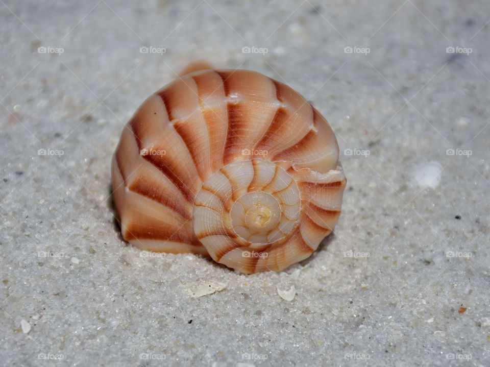 Seashell