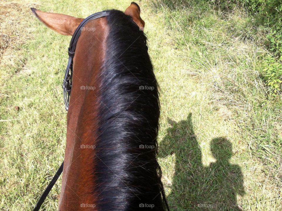 Horseback riding around the field on a sunny day and enjoying the view with my shadow