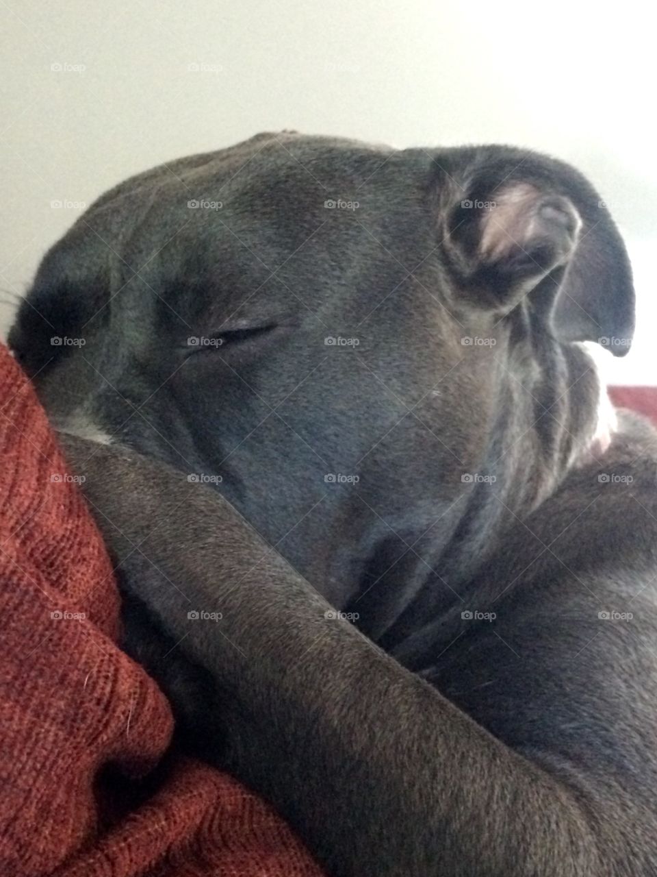 Pit bull cozies up to couch 