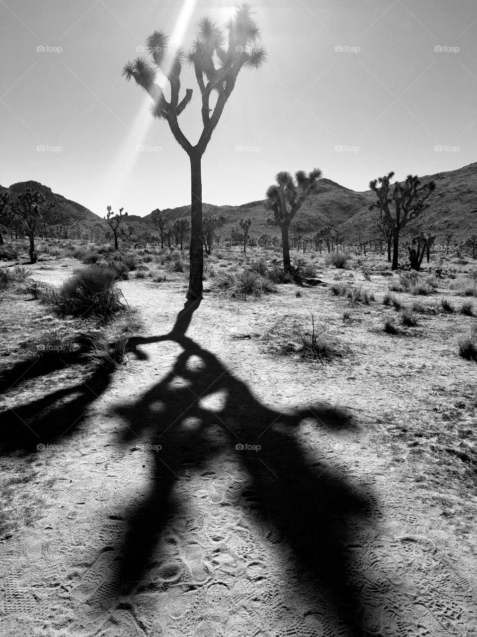 Joshua Trees and Shadows in black and white