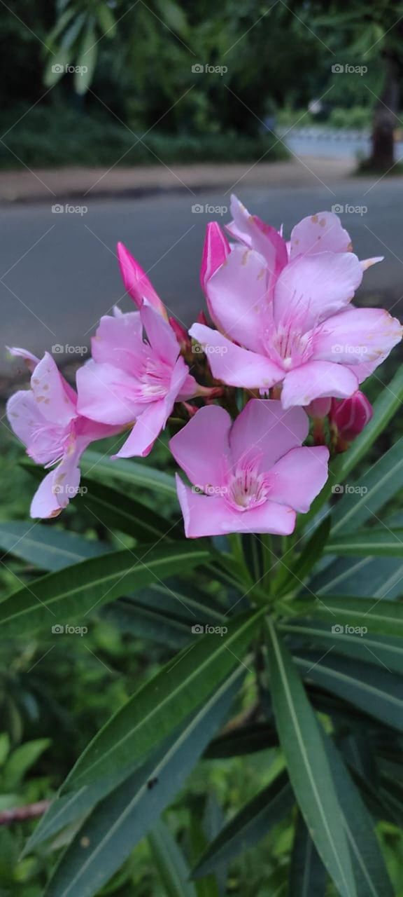 Nerium oleander pink