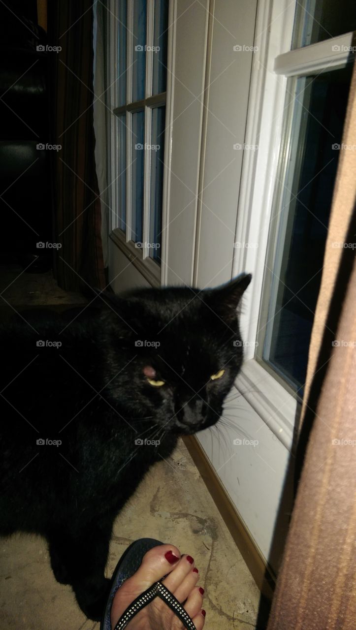 Cat, One, Portrait, Mammal, No Person