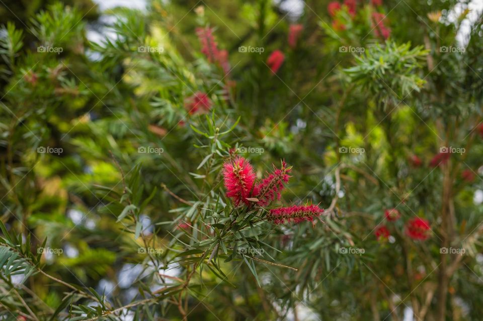 Bottlebrush in full bloom, spring has sprung