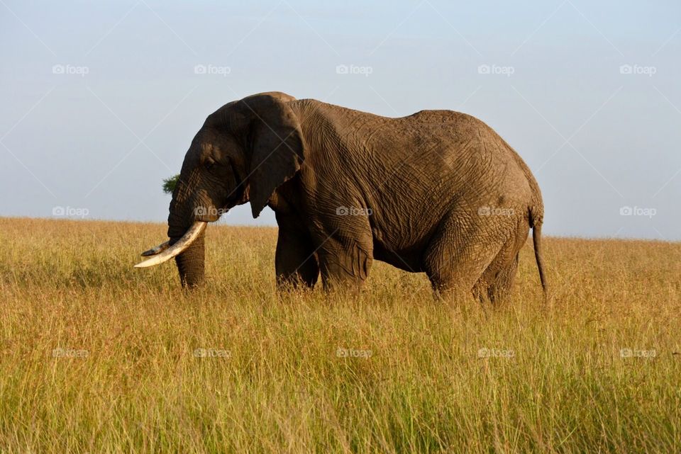 Elephants on safari 