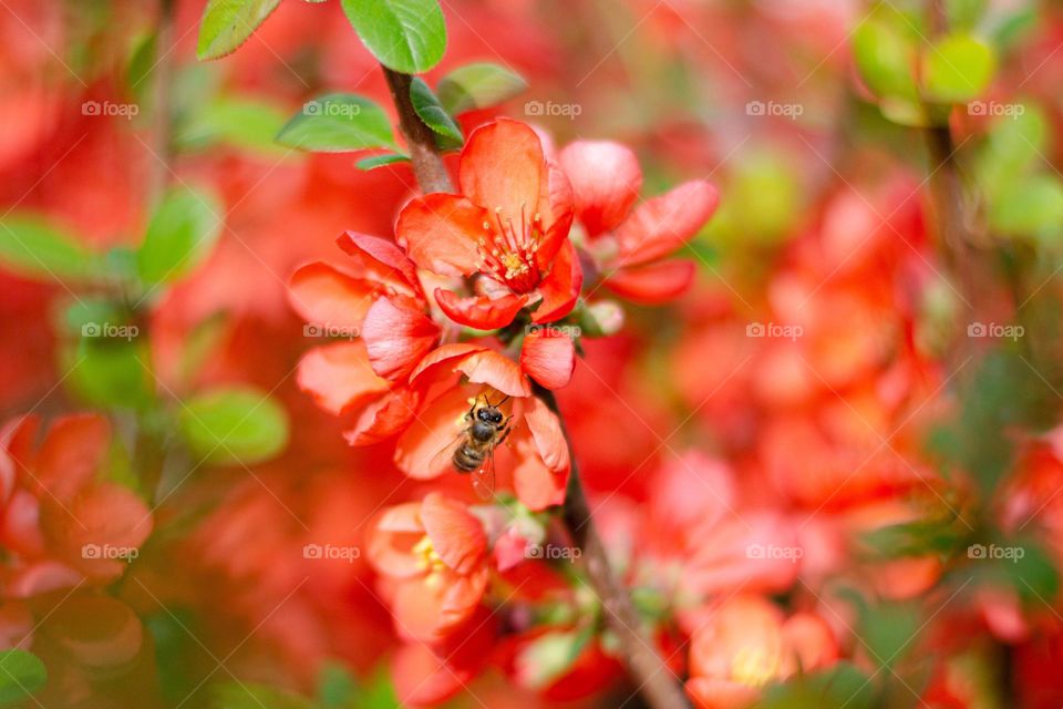 Complementary Colors, Red and Green