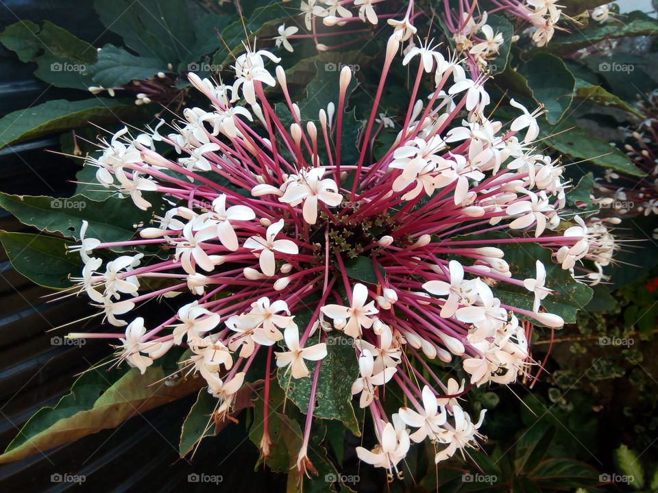 caribbean  snow white petals