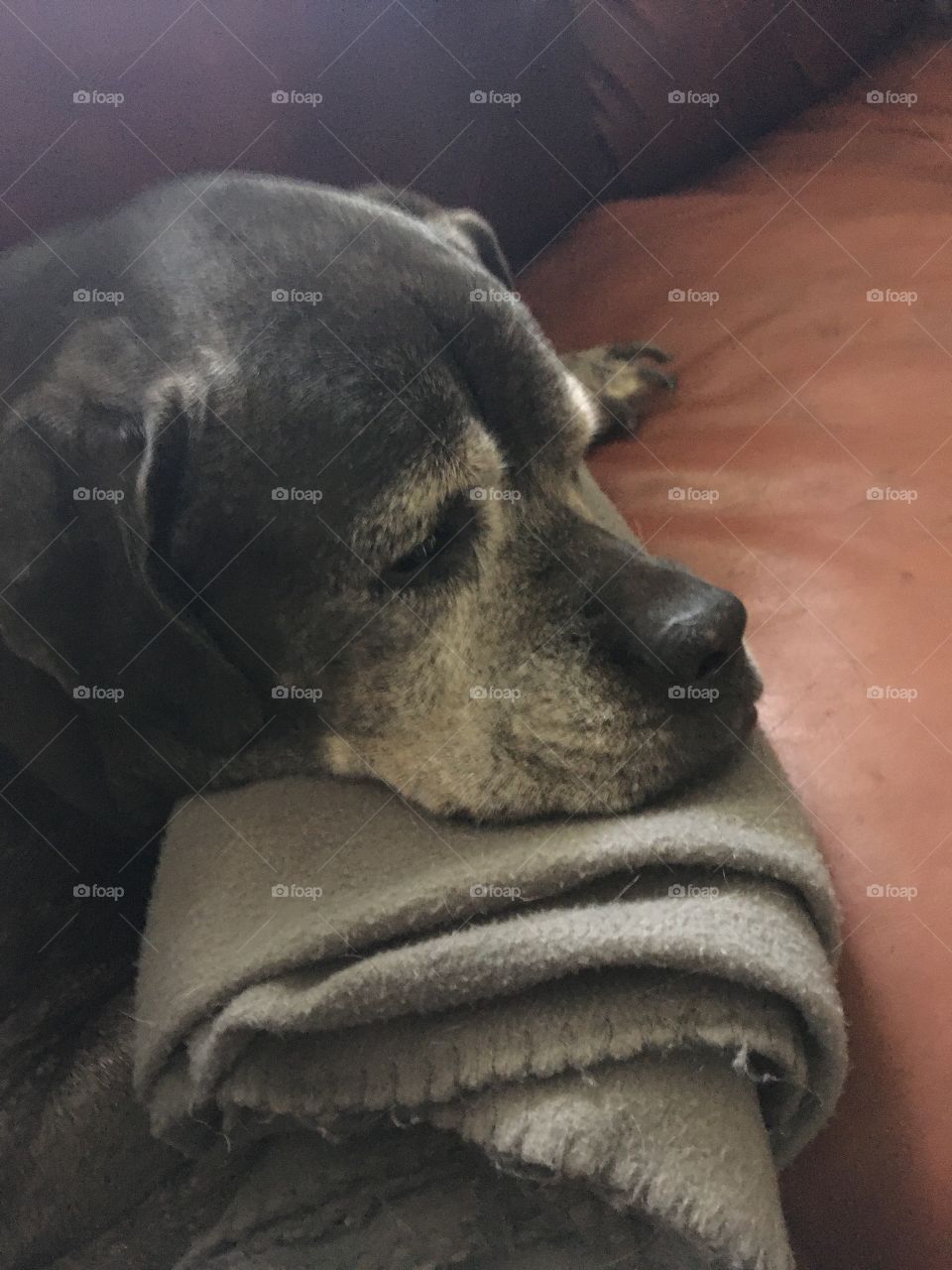 Just resting on mommas spot on the couch, using my blanket for a pillow. She try’s to make me comfortable.