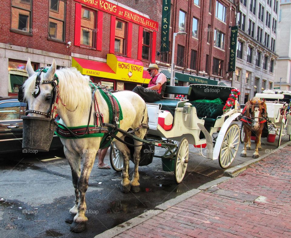 Horse drawn carriages in Boston
