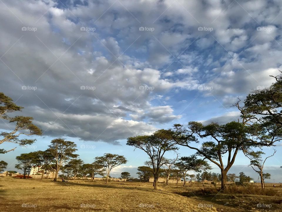 cloud - sky sky Tree Plant landscape environment tranquil scene beauty in Nature Field Tranquility Land scenics - nature Nature no people day non-urban scene Growth rural scene outdoors Grass in Kalimoni, Kenya