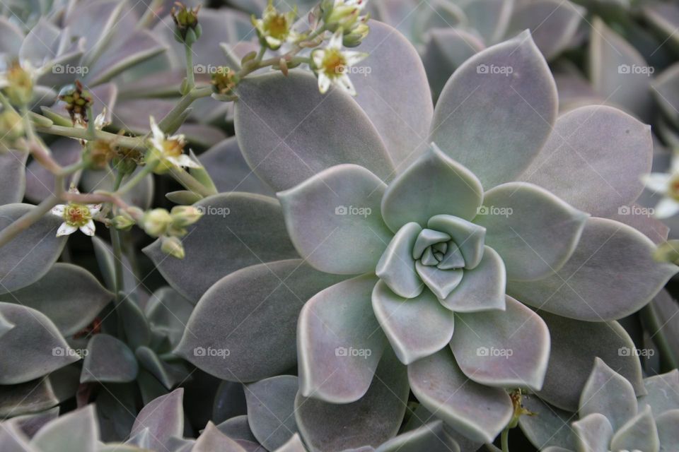 Like a lotus carved from jade