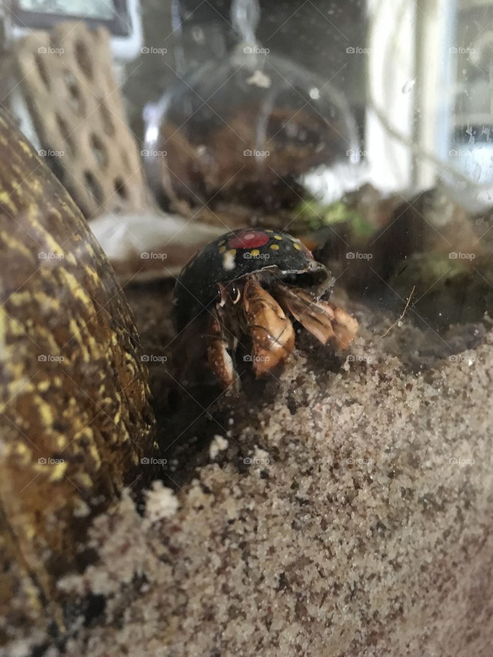 This is one of my hermit crabs, just after I brought him home. He now has a wonderful, natural shell to call home. 