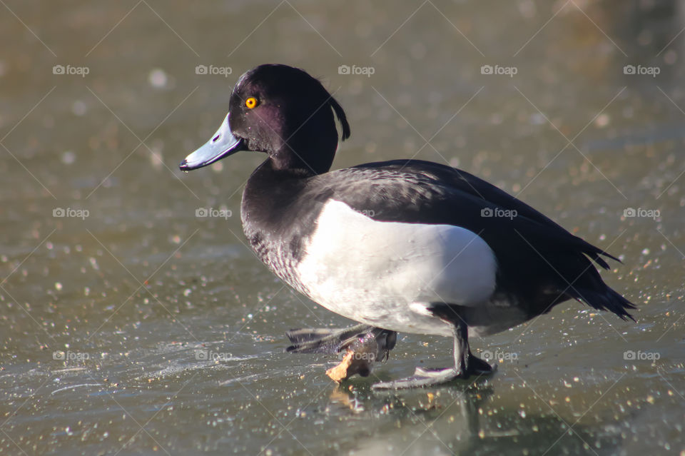 Duck walking on ice