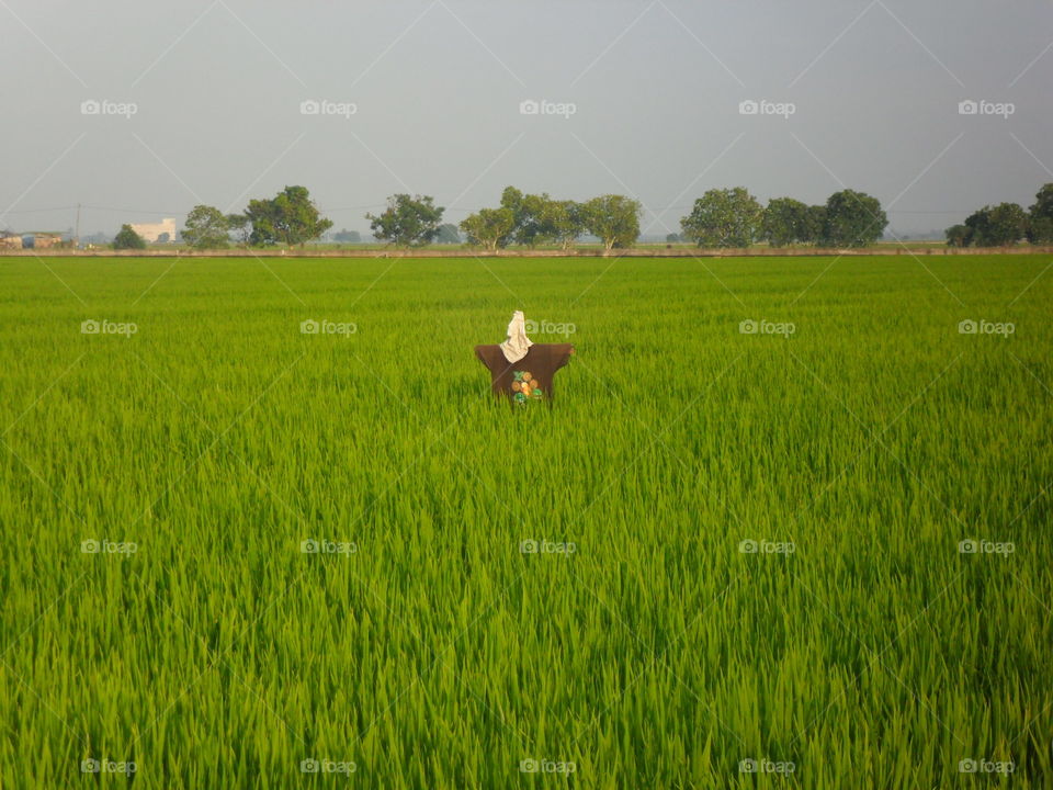 scarecrow at paddy field