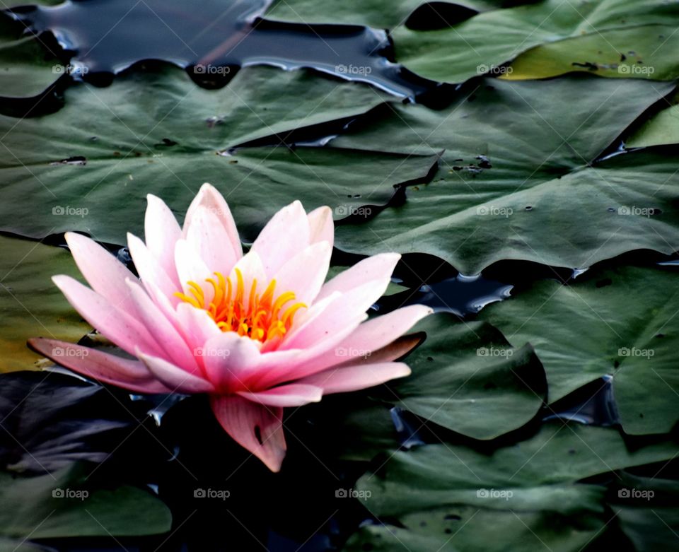 flower Botanical Floral Lily Pad water lily Pond aqualife Dublin Ohio
