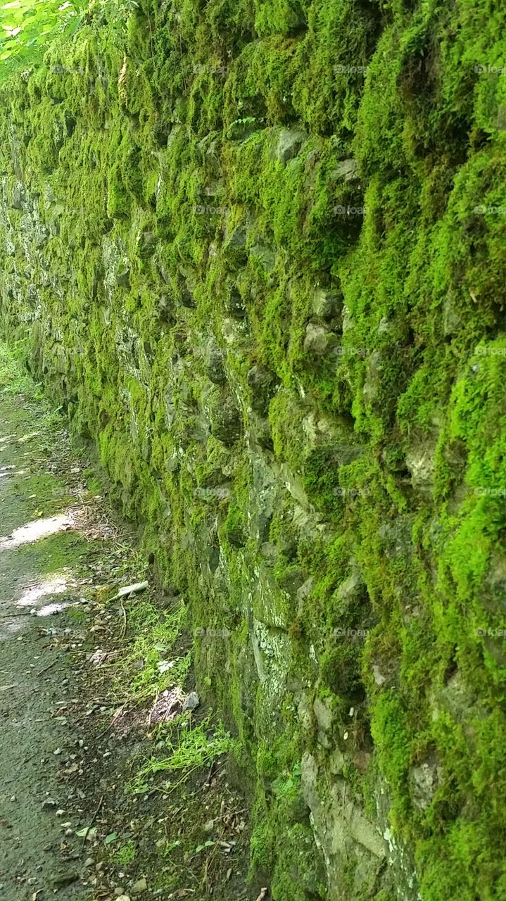 green mossy wall