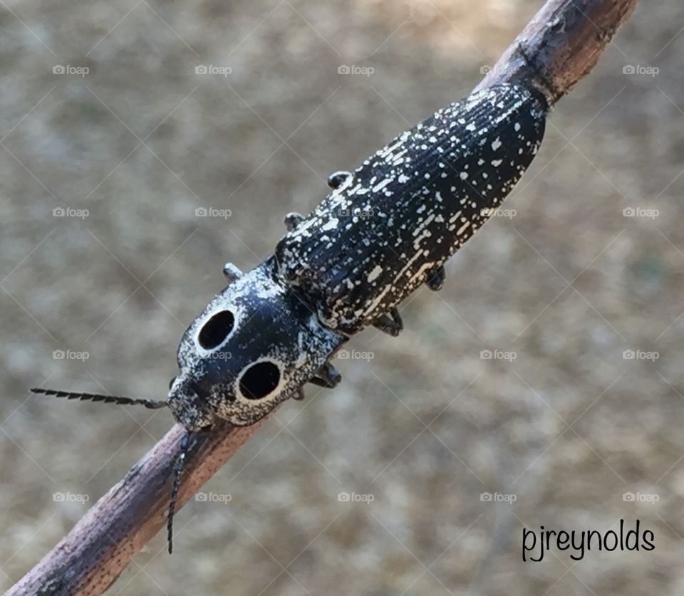 Exploring the backyard and came across this interesting insect. Big antennas and spots that look like eyes. Good camouflage. Its a click beetle. Its a very interesting bug. 
