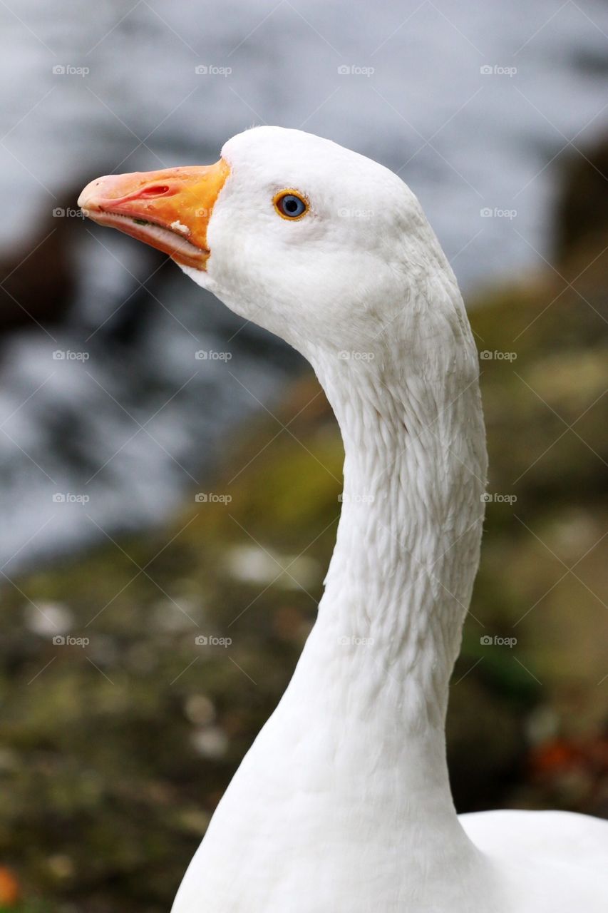 Head of a Goose