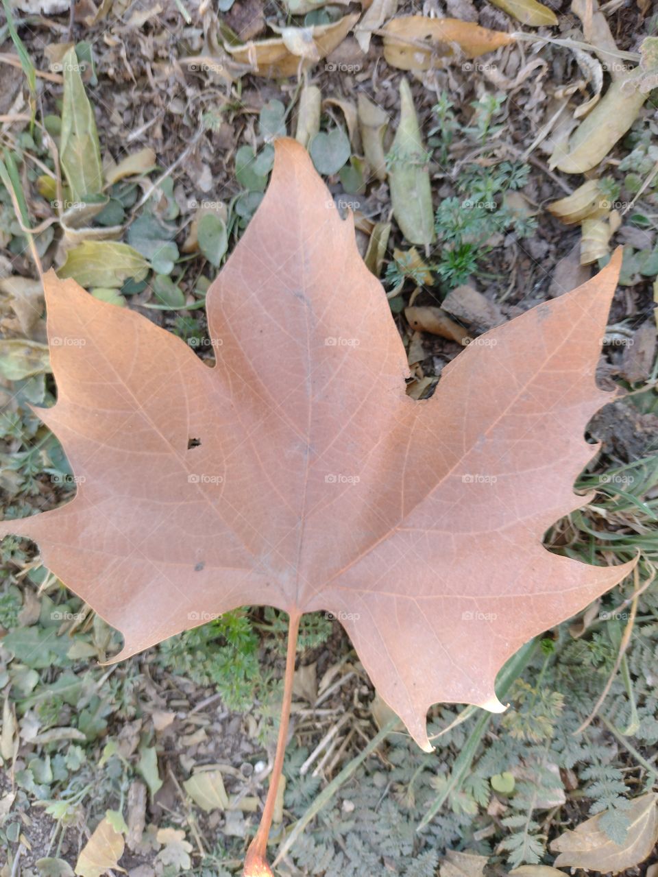 leaf