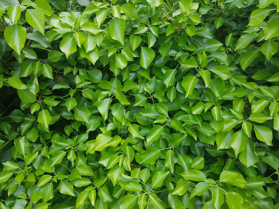 Full frame of green leaves for nature background