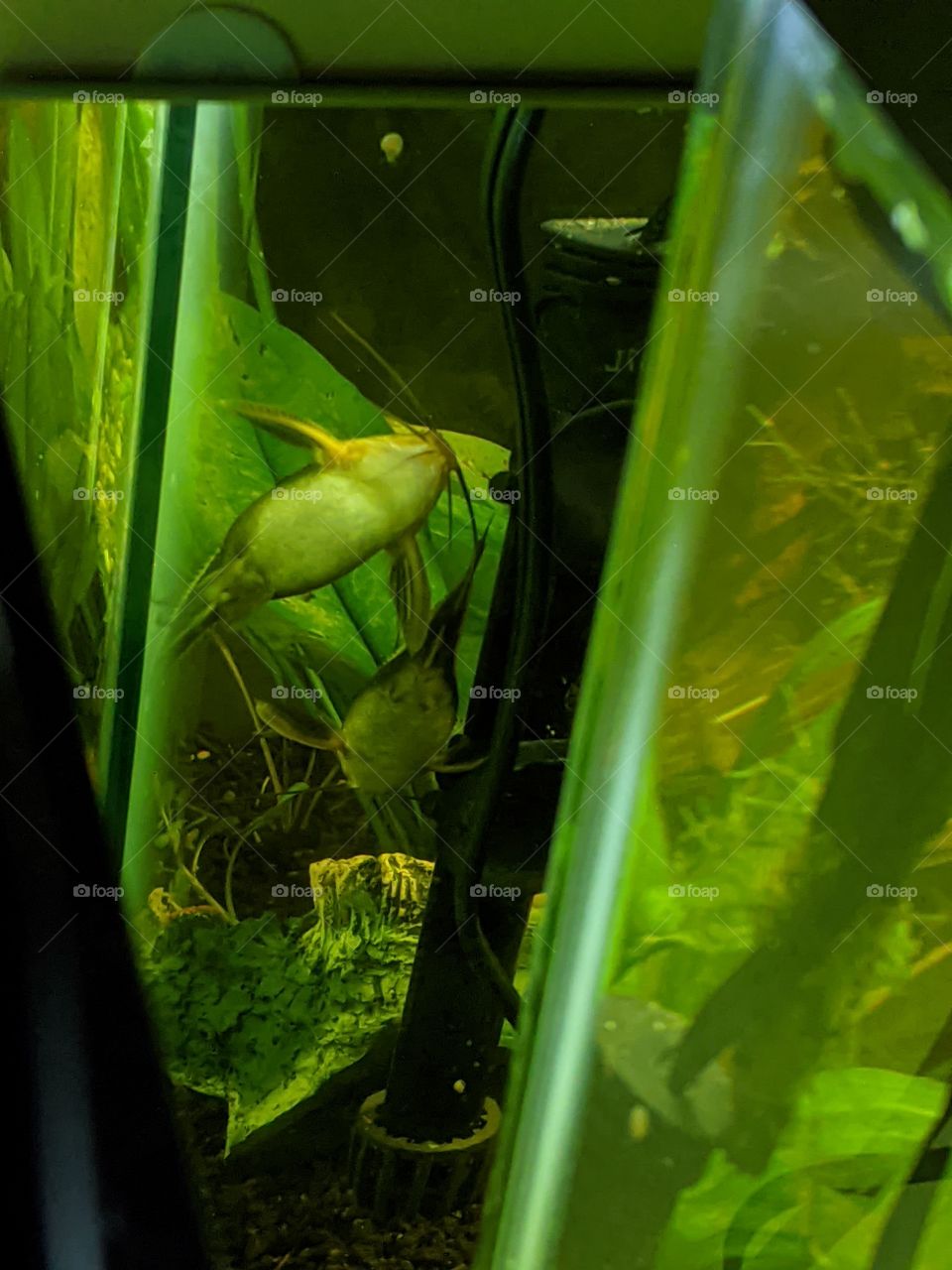 Pair of Striped Rafael Catfish