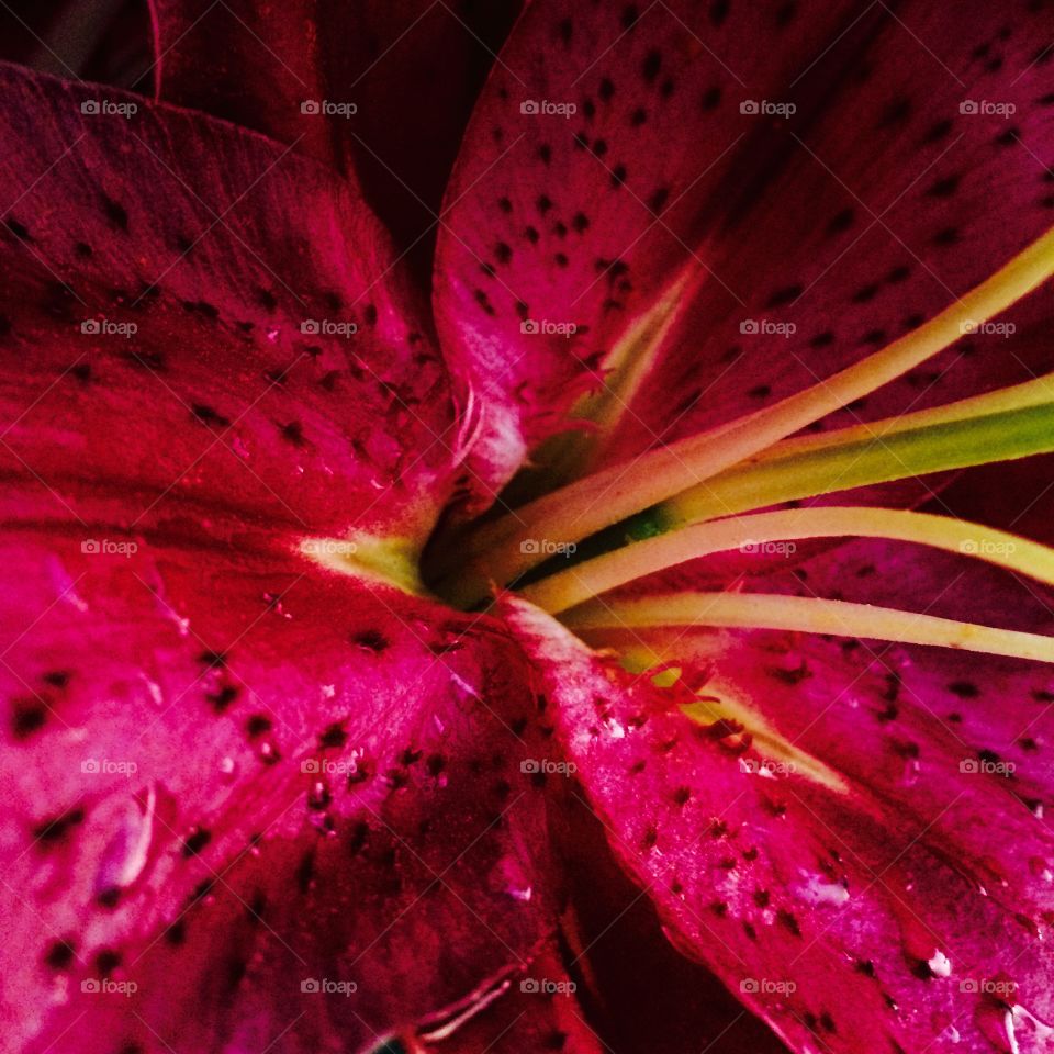 Late Night Lily. This beautiful Lily belongs to my grandma's garden and tonight I saw it just sitting there perfectly.