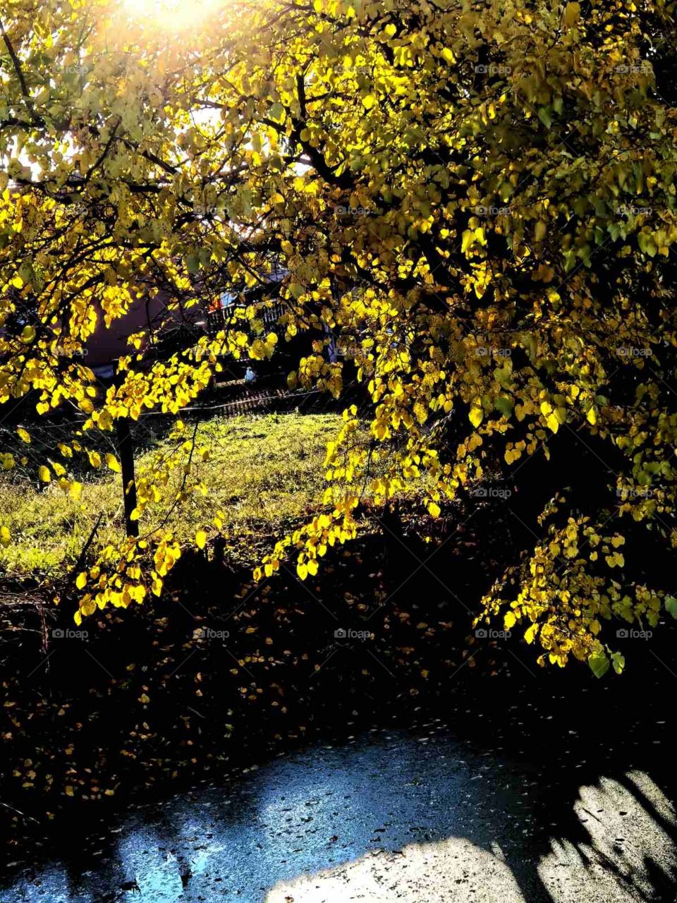 Tree! Nature! Autumn! 