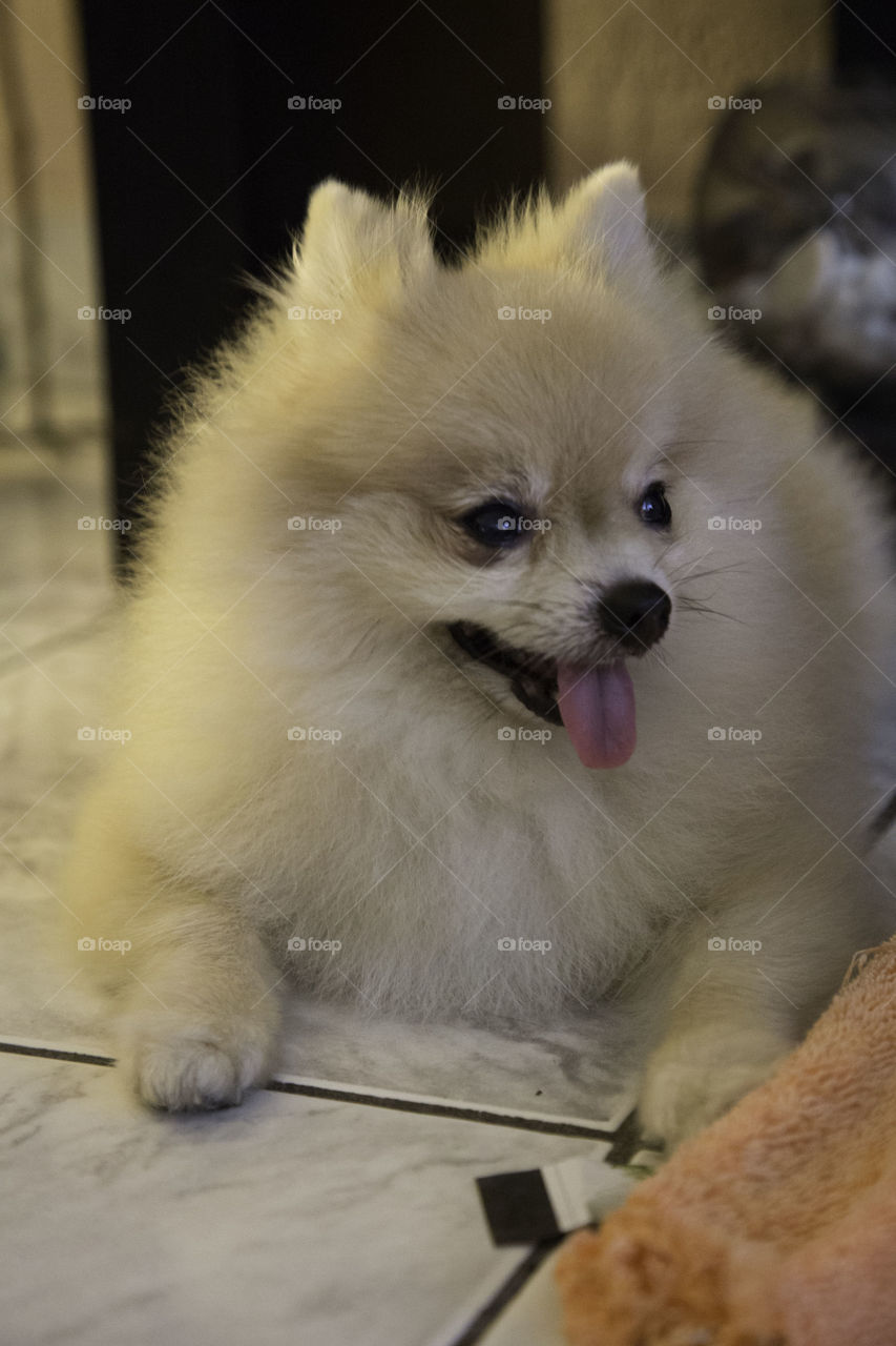 Pomeranian 