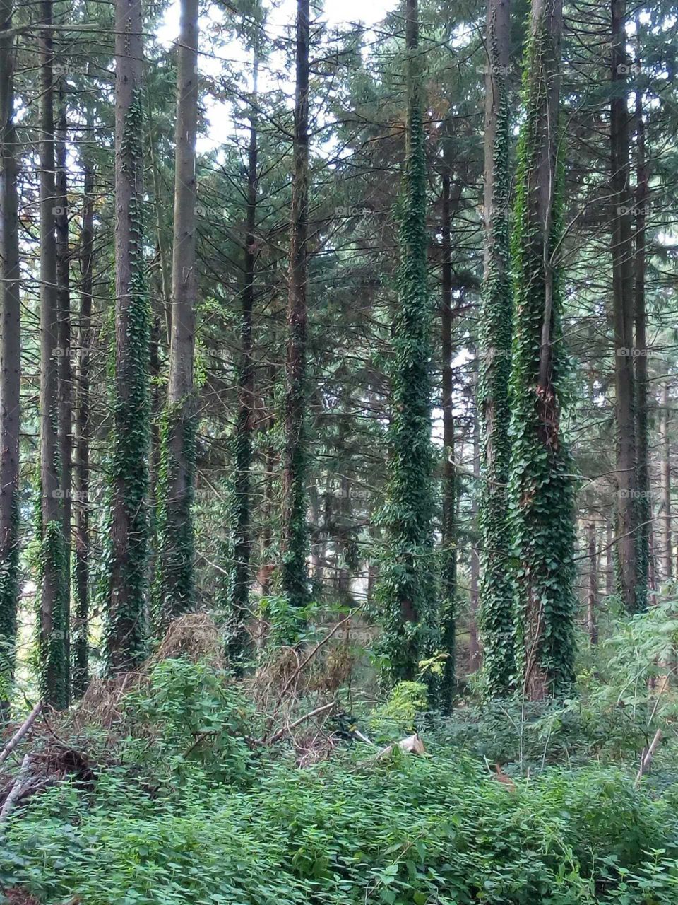 Magical Forests