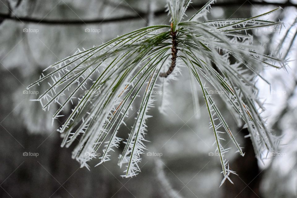 Frosted pine needles