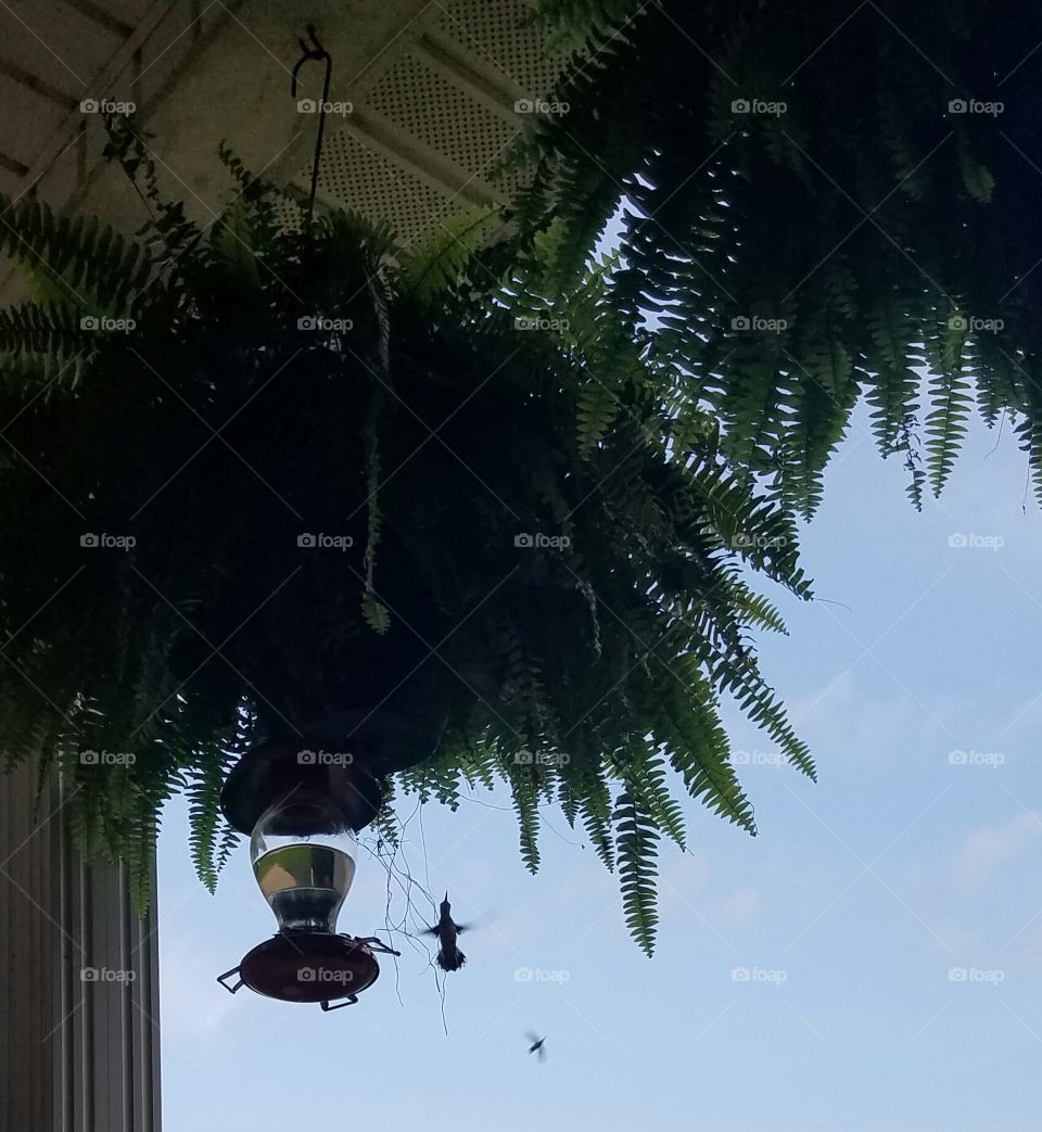 No Person, Tree, One, Light, Palm