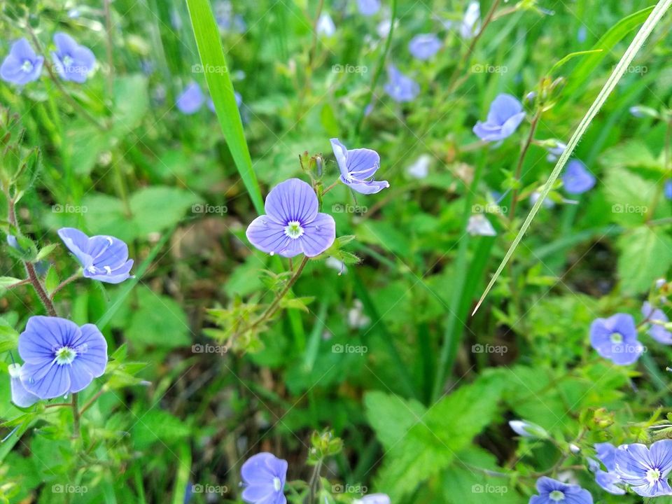 Veronica chamaedrys, the germander speedwell, bird's-eye speedwell, or cat's eyes