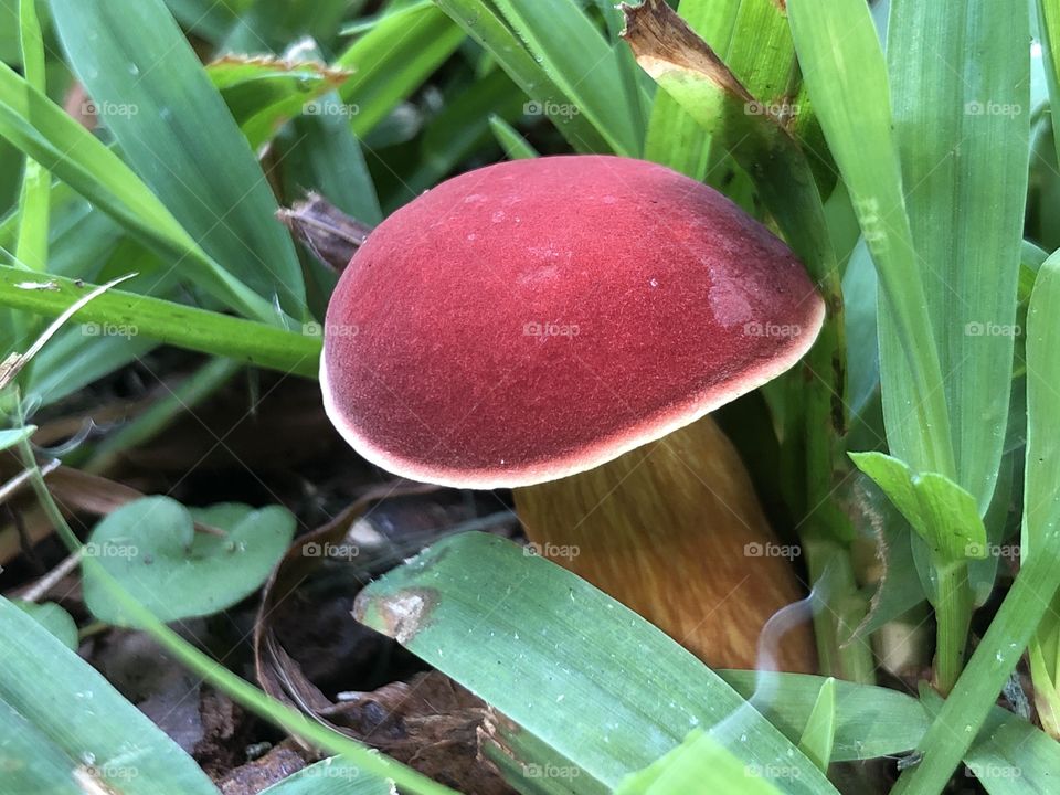 Tiny magic red mushroom in green grass 