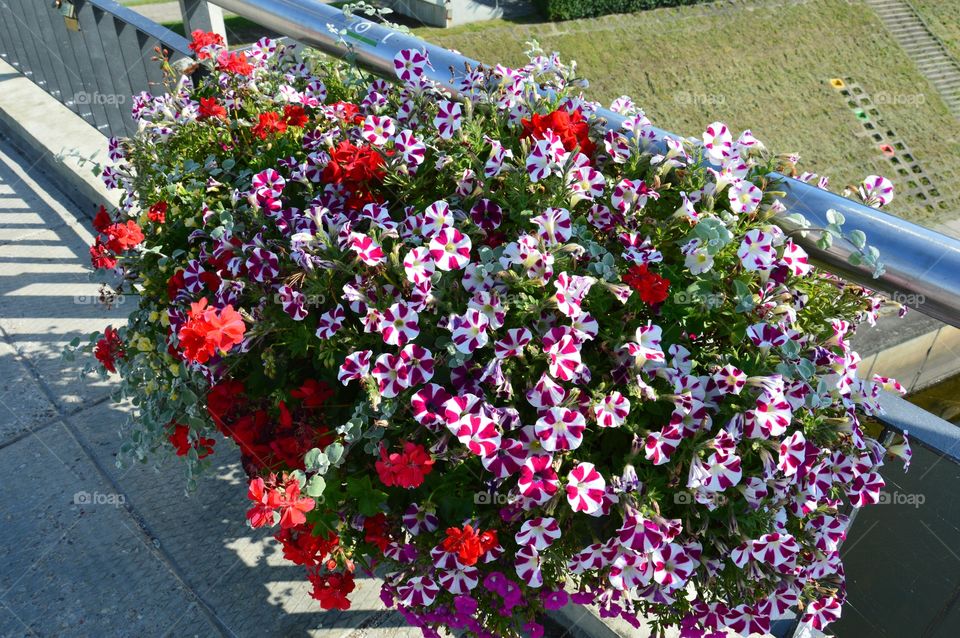 some flowers on bridge