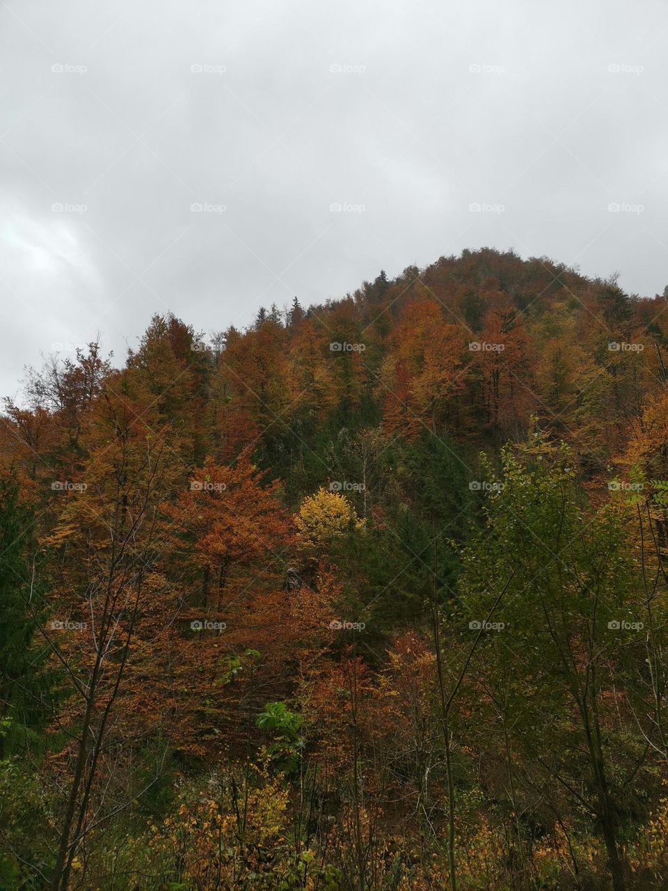 autumn almost on full