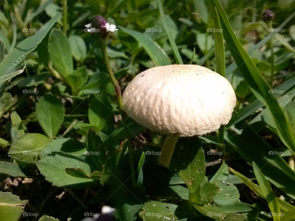 fungus 1