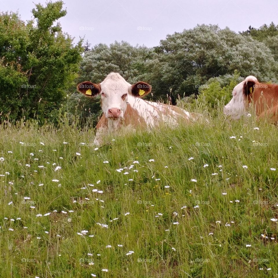 Kuh Weide Sommer Blumen