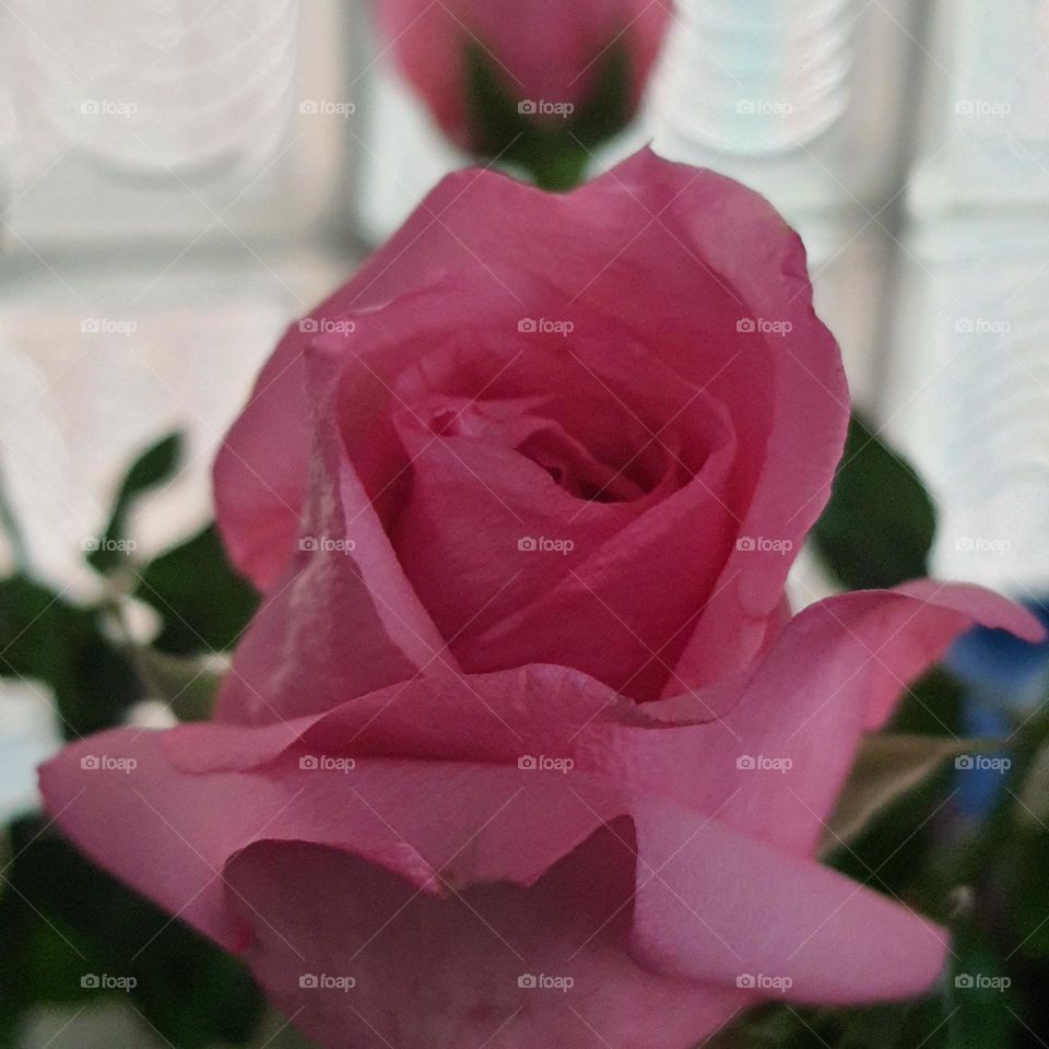 Fragnant pink rose
