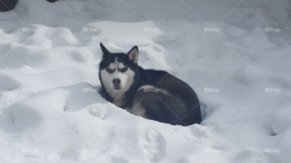 Husky