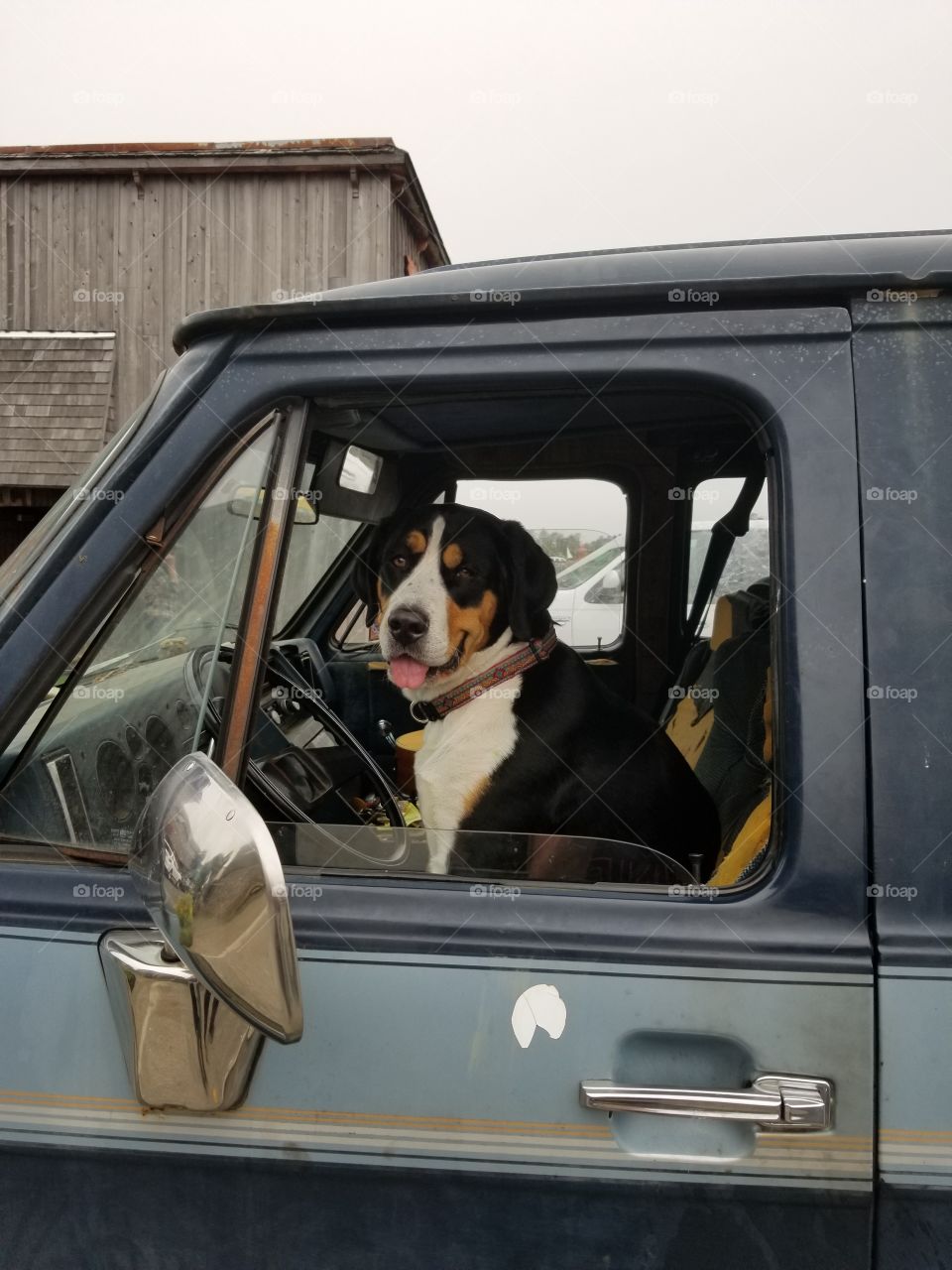 Driving Pup