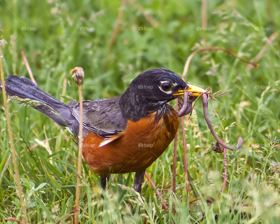 Robin With A Worm